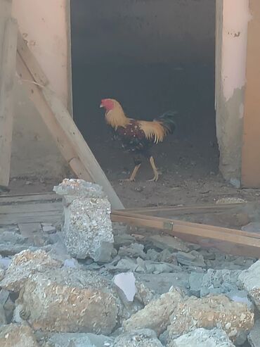 cins ineklerin qiymeti: Xoruz, il: 2, Ünvandan götürmə