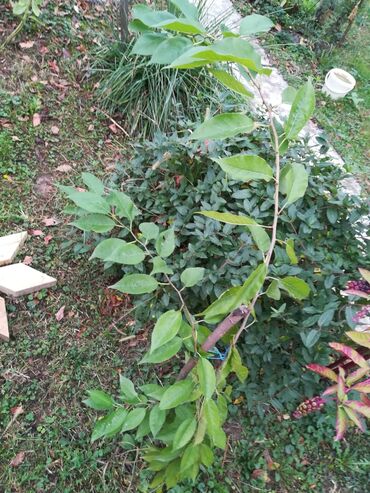 Semena i ulične biljke: Drvo MAKLURE dva komada jos na stanju
