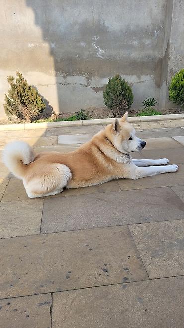 İtlər: Akita-inu — 9