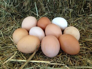 broiler yumurta satışı: Toyuq yumartası satılır. Kənd yumurtası təmiz toyuqdan 1 ədəd 0,25