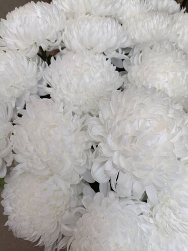 оптовые цены на продукты: Сдаю хризантемму оптом, сорт "Белый лебедь". Цена 50 сом/шт. тел