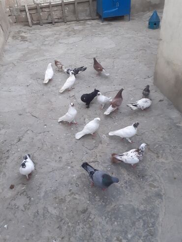 16 ededdir biri 5 manatdan