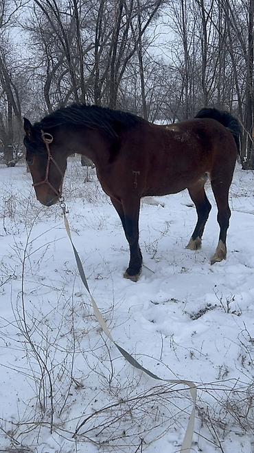 Лошади, кони: Продаю | Жеребец | Полукровка | Для разведения | Племенные — 3