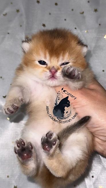 Продажа кошек: Скотиш Страйт (Шотландская прямоухая), 1 месяц, Мальчик, Золотая шиншилла, Приучена к лотку — 8