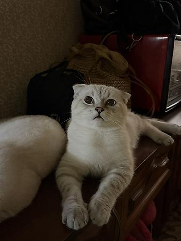 chinchilla satın al: Şotland — 3