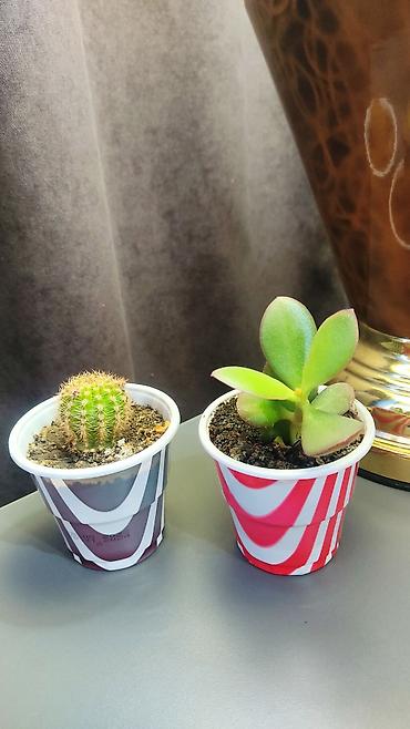 Наборы посуды: 1) Блюдца " Ландыши" -меняю на 2л.растит.масла любого 2) кактус (скоро — 3