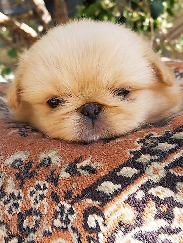İtlər: Pekines — 5