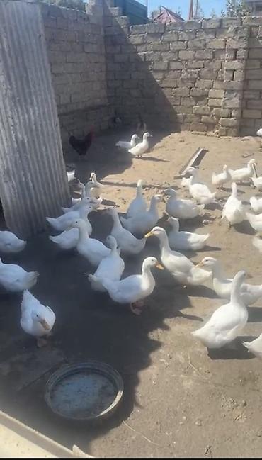 Ördəklər: Salam kim isdəsə yazsın 2 ay yarmlığ pekin 12 manatdan təcli satlır — 3