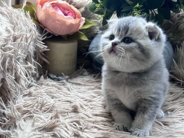 Pişiklər: Britan, Pulsuz çatdırılma — 9