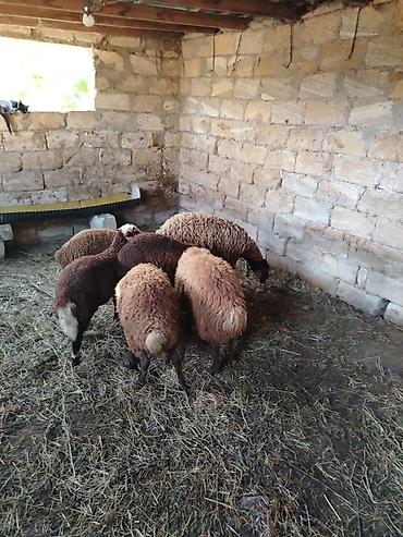 simmental inək cinsi: Salam 6 quzudu 5wi erkeydi biri diwidi reyal alan zey vura biler — 2