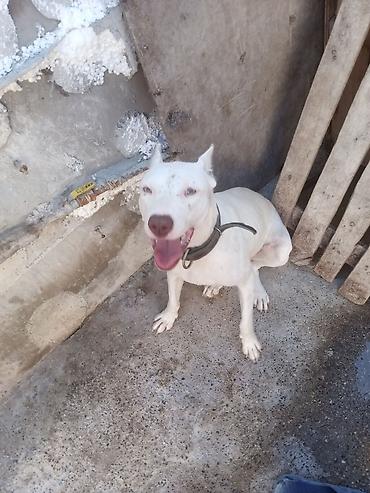 qanqal itleri: Pitbul, 1 il, Dişi, Peyvəndli — 3