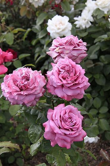 Роза: Саженцы Самовывоз, Платная доставка — 7