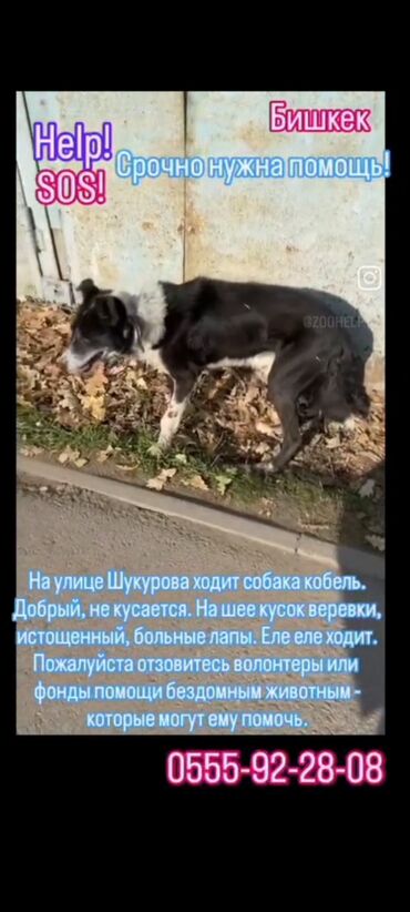 Отдам даром собаку: Срочно нужен хороший любящий хозяин — 3