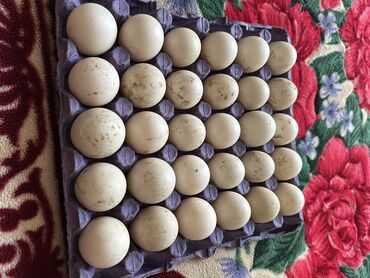 mandarin ordeyi: Erkək, | Lal ördək, Yumurtalıq, Ünvandan götürmə