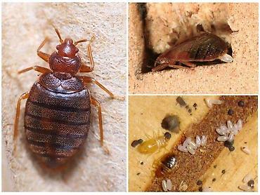 Дезинфекция, дезинсекция: Дезинфекция, дезинсекция, | Клопы, Блохи, Тараканы, | Транспорт, Офисы, Квартиры — 4