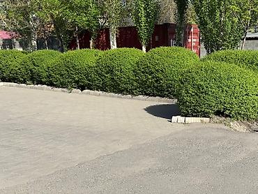 Самшит: Саженцы бирючины (Ligustrum) для живых изгородей - Кустарник с — 3