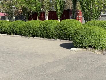 сетка изгородь: Живая изгородь көчөттөрү сатылат