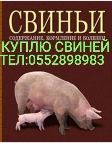 продаю свиней: Куплю | Свиньи | Самовывоз