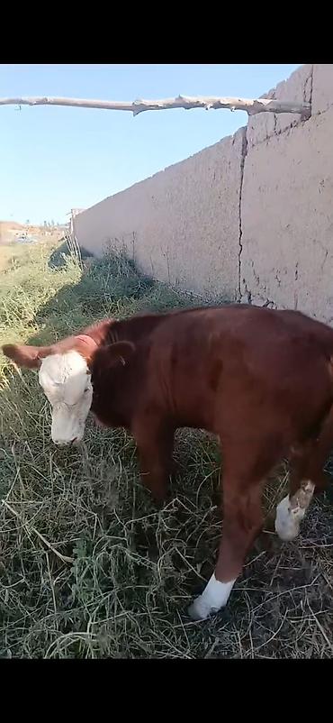 cücə və xoruz təmsil: Hereford tipli dana - Rəng: qırmızı-qəhvəyi bədən, ağ alın və burun — 5