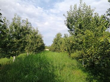 Torpaq sahələrinin satışı: 12 sot, Tikinti, Mülkiyyətçi, Kupça (Çıxarış) -da lalafo.az — 9 Torpaq sahələrinin satışı: 12 sot, Tikinti, Mülkiyyətçi, Kupça (Çıxarış) — 9