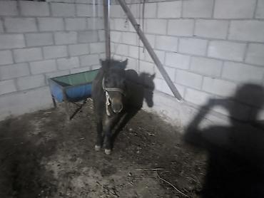 купить пони: Продаю | Жеребец — 1