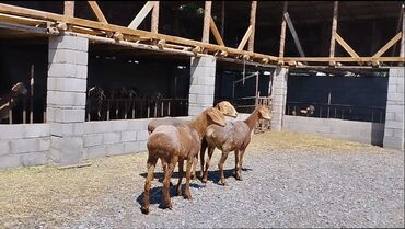 Бараны, овцы: Продаю | Овца (самка) | Арашан | Для разведения | Племенные
