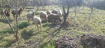 satliq ov itleri berde: Qoyun sürüsü satılır - Şəkillərdə görülən qarışıq rəngli və tipli — 1