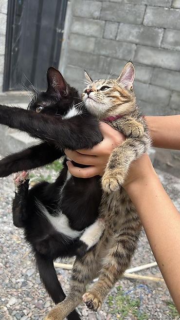 Отдам даром кошку: Кошка даром: Беспородная, Девочка — 9