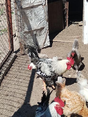 toyoq ve xoruz: Məhsul: Ayaqları tüklü xoruzlar (fotoşəkillərdə görünən müxtəlif — 8