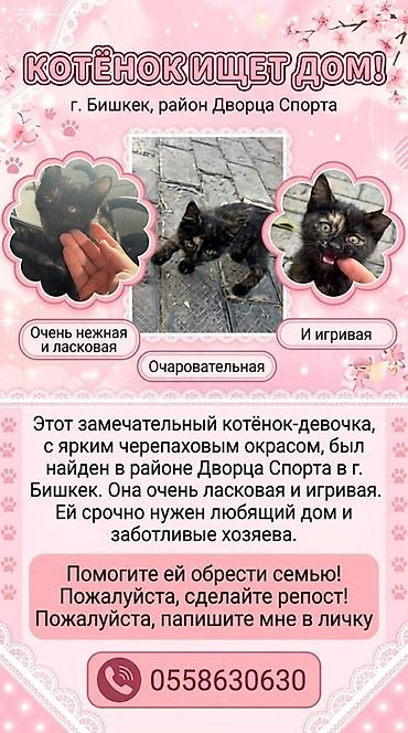 Отдам даром кошку: Кошка даром: Беспородная, Девочка — 1