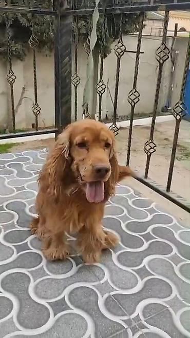 İtlər: Koker spaniyel — 9