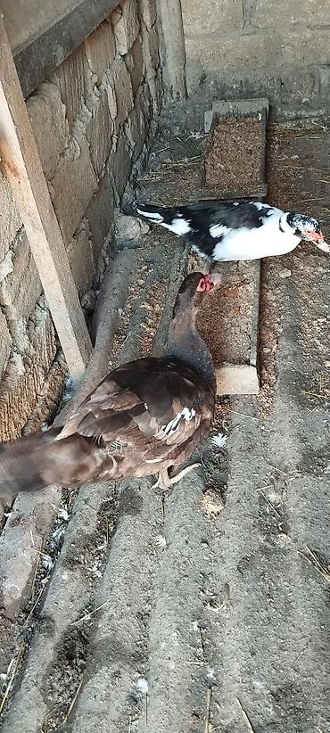 heyvan bazari: Salam 18 manat yerli ördekler. ponpon ördəklər 25 manat . lal — 7