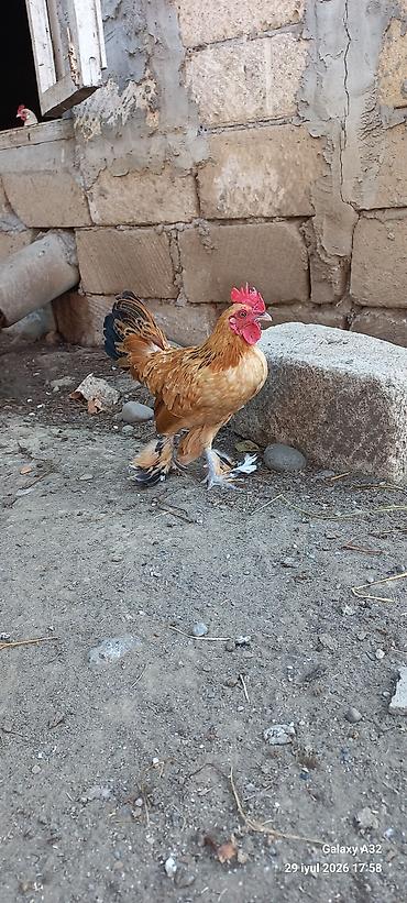 Toyuqlar: Toyuq, Damazlıq -da lalafo.az — 5 Toyuqlar: Toyuq, Damazlıq — 5