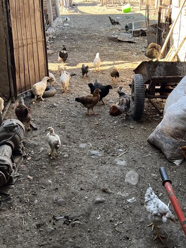цены на мясо в кыргызстане: Продаю цыплят 
Цена договорная