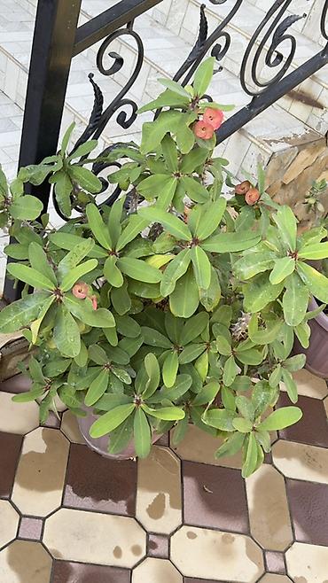 Молочаи: Молочай Миля (Euphorbia milii) в крупном пластиковом кашпо. - — 3