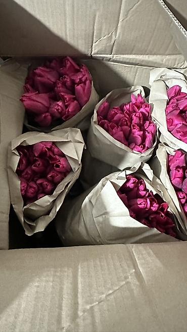 Букеты из живых цветов: Тюльпаны, срезка в крафт-упаковке. - Ассортимент оттенков — 5