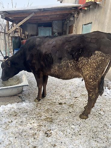 Коровы, быки: Продаю | Корова (самка) | Для молока | Привязанные — 9