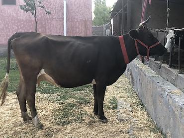 скот телята: Продаю | Корова (самка) | Алатауская | Для молока | Привязанные — 3