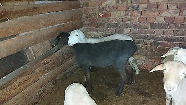 Баран, овца: Продаю | Баран (самец) | На забой | Кастрированные at lalafo.kg — 11 Баран, овца: Продаю | Баран (самец) | На забой | Кастрированные — 11