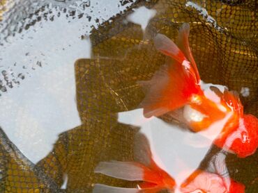 Akvariumlar: Oranda 2 quyruq qiyməti 2 manat 4 quyruq qiyməti 3 manat. Ünvan — 7