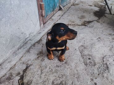 Продажа собак: Ягдтерьер, 2 месяца, Самец, С прививкой