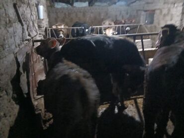 Коровы, быки: Продаю | Корова (самка), Бык (самец), Музоо, торпок | На забой, Для разведения, На откорм | Осеменитель, Привязанные — 9