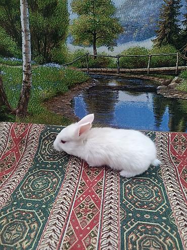 Dovşanlar: Dovşan yemi 2-azn Bala Dovşanlar 5azn. Apilka (Yonqar 1.50azn) — 31