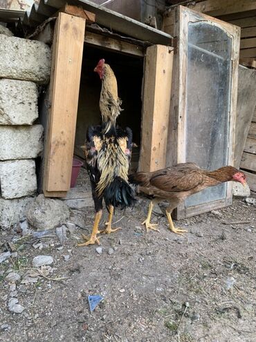 kənd colpaları: Xoruz, Heyratı, il: 1