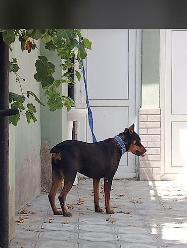 dişi doberman: Doberman, 1 il, Dişi, Peyvəndli, Ödənişli çatdırılma, Ünvandan götürmə — 4