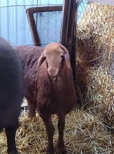 Баран, овца: Продаю | Овца (самка) | Для разведения | Племенные — 10