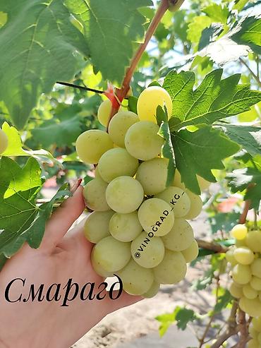 меренос козу: Саженцы и черенки винограда! Продаем саженцы и черенки винограда — 7
