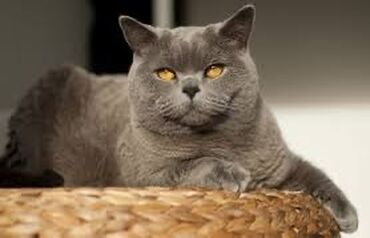 британская кошка рыжая: Продается британская чистокровная кошка. Знает лоток и ест только