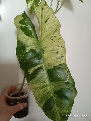 orxideya torpağı: Nadir sort filodendron.Yalnız real alıcılar yazsın! — 1