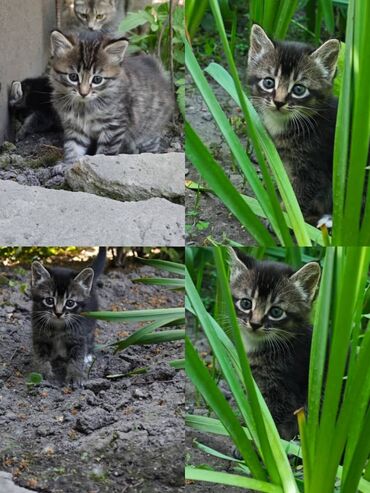 Отдам даром кошку: Кошка даром: Бенгальская, 2 месяца, Мальчик, Метис, Приучена к лотку, Проглистована
